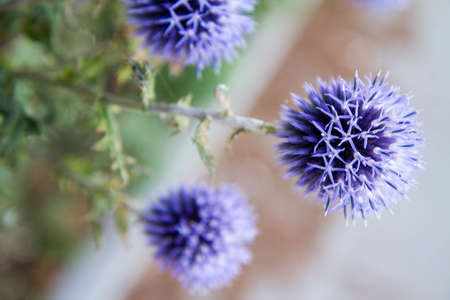 Close-up of a blue thistle flower with blurred background.