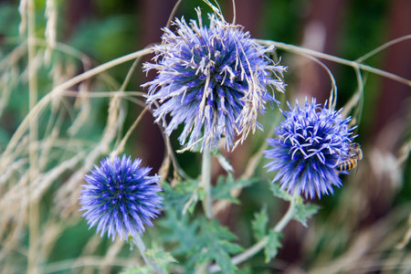 The Globe thistles (Echinops) plant blooming