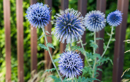 The Globe thistles (Echinops) plant blooming