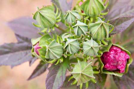 Hibiscus plant - buds beginning to open up right before blooming