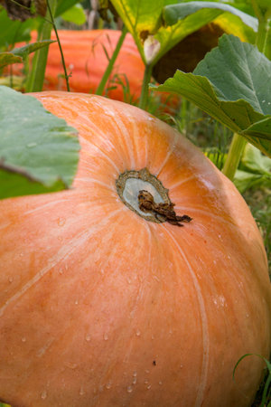 Pumpkin being grown in a garden in late summerの写真素材
