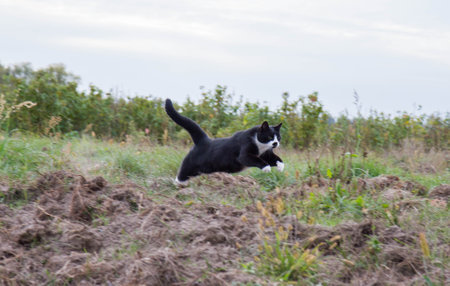 Black and white cat running through a field, caught giving a leapの写真素材