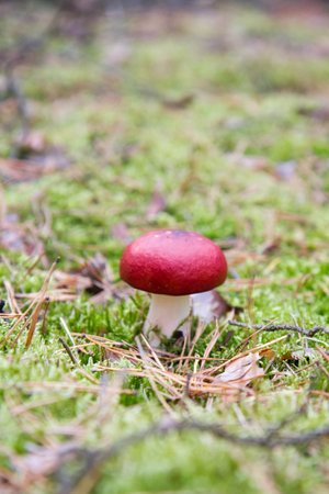 Red mushroom in the forest, close-up shot with shallow depth of fieldの写真素材