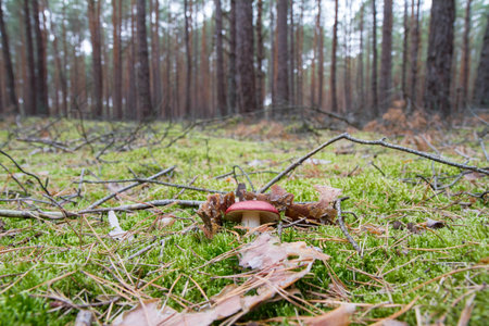 Boletus edulis mushroom growing in a pine forest.の写真素材