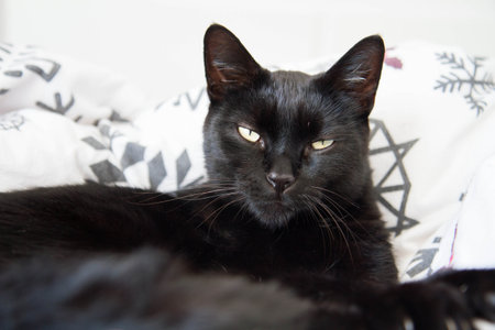 Black cat resting in bed on a duvet