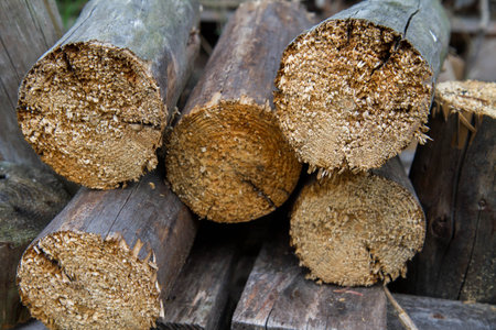 Wooden logs stacked in a pile, closeup of photo.の写真素材