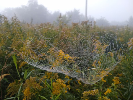 Cobweb in the fog. Morning dew on a spider web.の写真素材