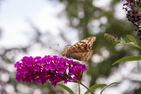 butterfly on a buddleia flower in the garden