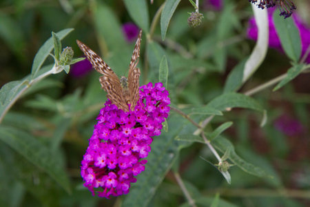 Butterfly on purple butterfly bush. Butterfly on purple butterfly bushの写真素材