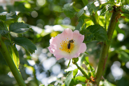 Bee on a pink rose flower in the garden on a sunny day