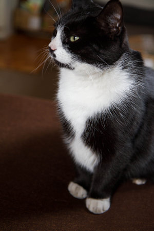 Black and white cat sitting on a brown sofa in the living roomの写真素材