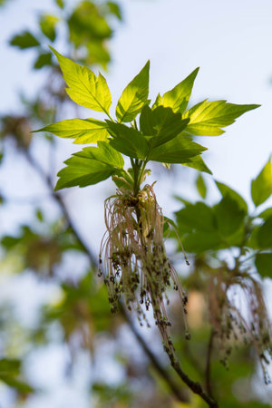 Close up of a tree branch with fresh green leaves and buds