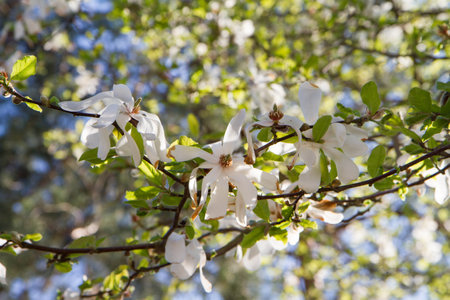 White Magnolia blooming in the springの写真素材