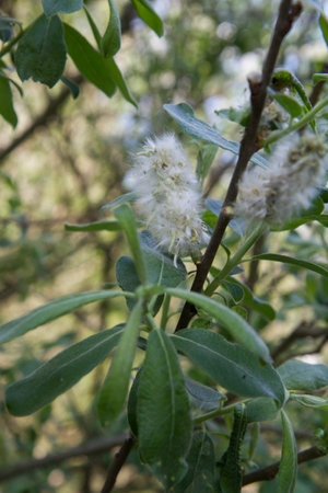 Flowering branch of a tree with white flowers and green leavesの写真素材