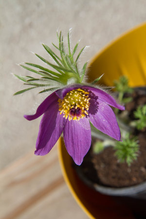 Pulsatilla patens (Pulsatilla patens)の写真素材