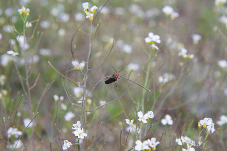 Black ant on white flowers in the meadow. Nature background.