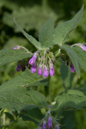 comfrey, Symphytum officinale, is a species of flowering plant in the comfrey family.の写真素材