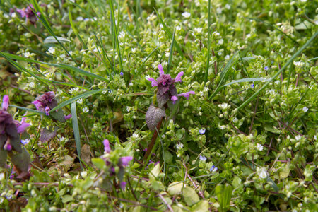 Lamium purpureum (Lamium purpureum)