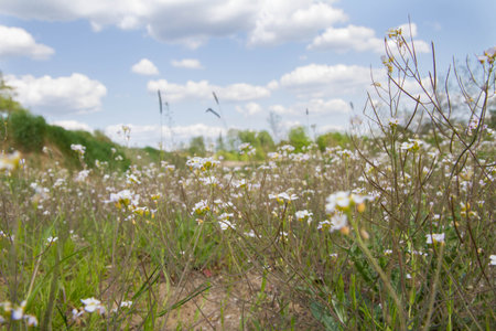 Wild flowers in a field in summer under a blue sky with cloudsの写真素材