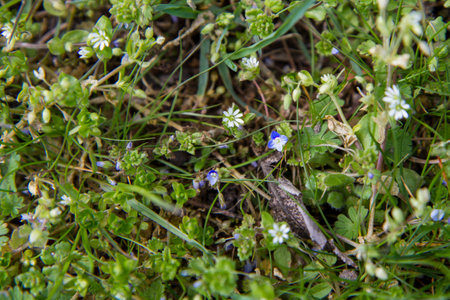 Small blue flowers on the grass in the spring. Selective focus.の写真素材