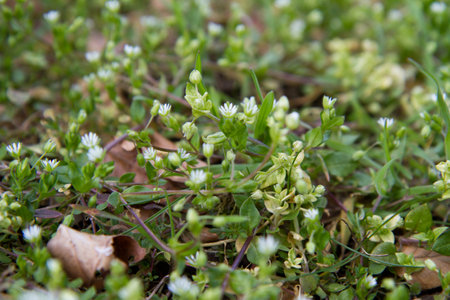 Stellaria media.
