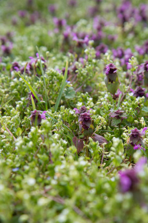 Spring meadow with blooming purple flowers, close-up.の写真素材