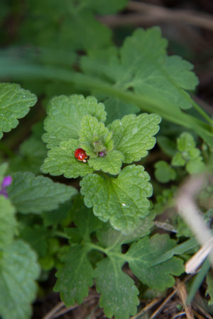 ladybug on the leaf of a plant in the spring gardenの写真素材