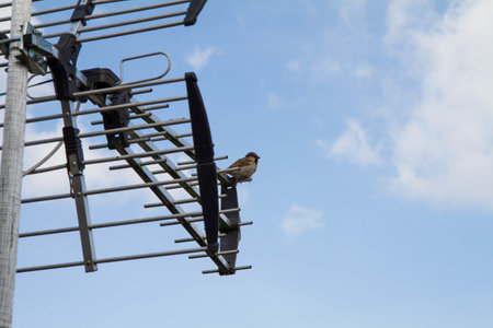 Sparrow sitting on a TV antenna against a blue sky.の写真素材