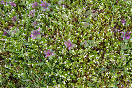 Flowering meadow with small white flowers and green grass.の写真素材
