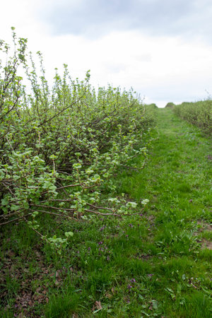 Rows of apple trees growing in an orchard in springtimeの写真素材