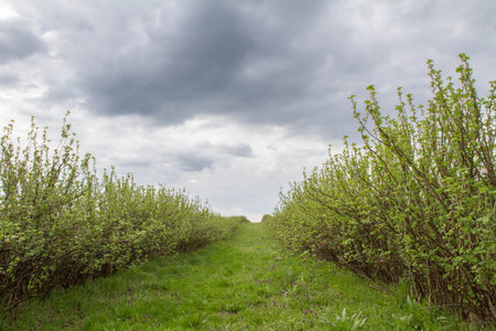 Pathway through a green field under a cloudy skyの写真素材