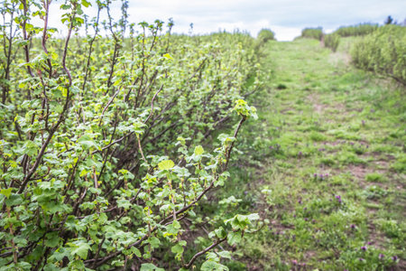 Blossoming hop trees in springtime.の写真素材