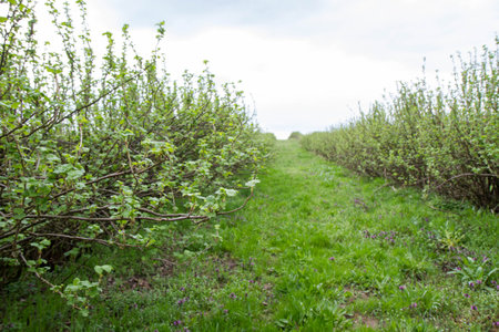 Rows of apple trees in a field in springtime, UKの写真素材