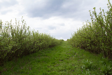 Path in a field with trees and grass under a cloudy sky.の写真素材
