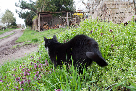 Black cat on the background of green grass and flowers in the villageの写真素材