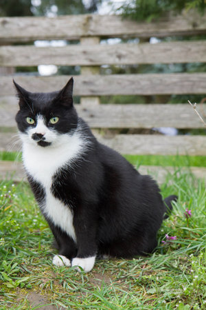 A black and white cat sitting on the grass in front of a wooden fenceの写真素材