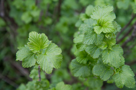 Green leaves of currant in the garden, close-up.の写真素材