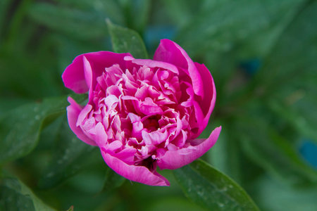 Beautiful pink peony flower on a green background in the gardenの写真素材