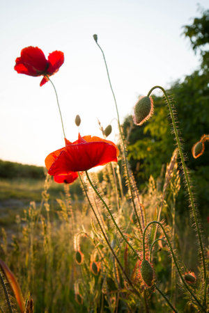 Field of poppies at sunset. Soft focus, shallow DOF.の写真素材