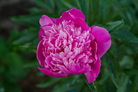 pink peony flower in the garden on a background of green leavesの写真素材