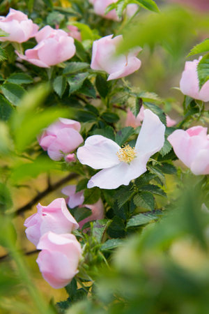 Rose bush with pink flowers in the garden. Selective focus.の写真素材