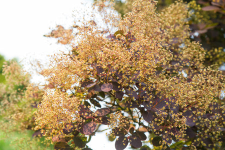 Hydrangea paniculata blossom in springtime, stock photoの写真素材
