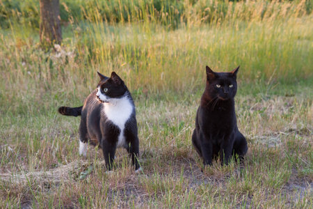 Two black and white cats are playing in the grass in the park.