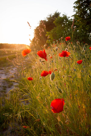 poppies in the meadow at sunset. Ukraine, Europeの写真素材