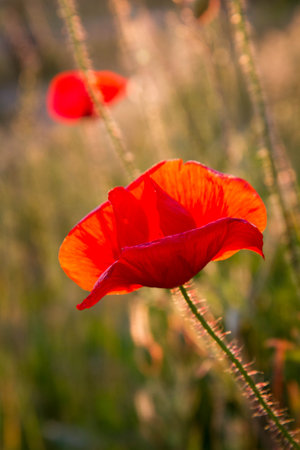 Poppy flowers on a meadow in the rays of the setting sunの写真素材