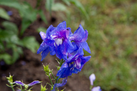Blue delphinium flower (Larkspur) in the gardenの写真素材