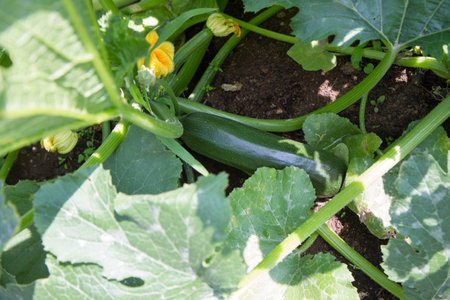 Zucchini plants growing in the garden. Vegetable garden.の写真素材