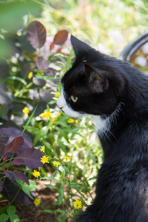 Black and white cat in the garden. Selective focus on the cat.の写真素材