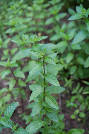 Peppermint growing in the garden. Mint leaves close-up.