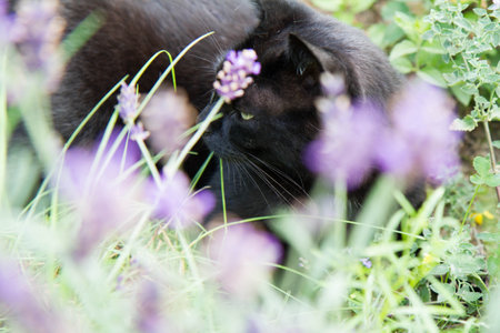 Beautiful black cat lying in the grass and smelling lavender flowersの写真素材